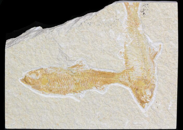 Multiple Knightia Fossil Fish Plate - x #42363